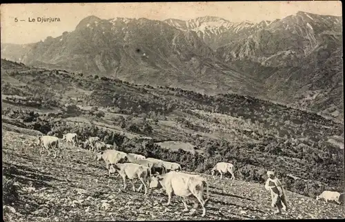 Ak Le Djurjura Algerien, Rinderhirte, Gebirge