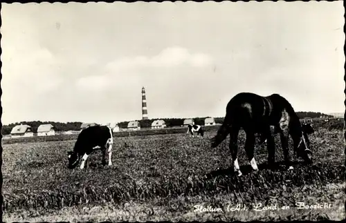 Ak Hollum Ameland Friesland Niederlande, Land en Boszicht