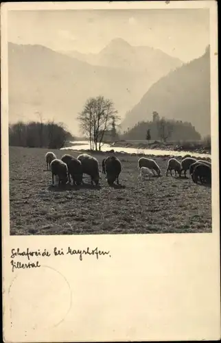 Ak Mayrhofen im Zillertal Tirol, Schafherde