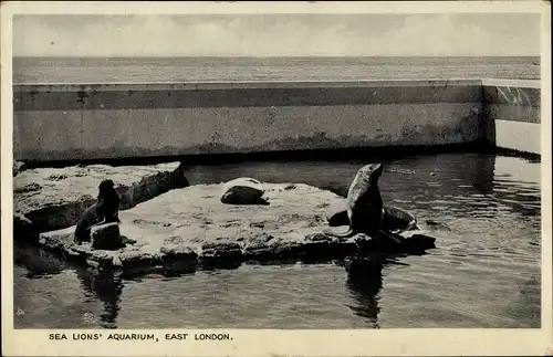 Ak Sea Lions' Aquarium, East London, Robben