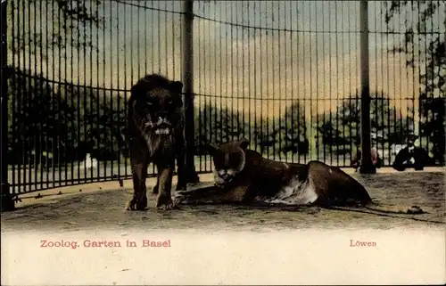 Ak Bâle Basel Stadt Schweiz, Zoologischer Garten, Löwen