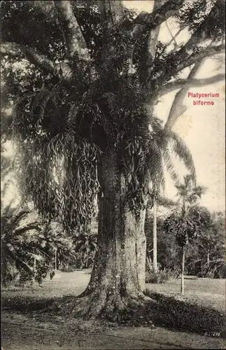 Ak Singapore Singapur, Platycerium biforme