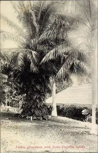 Ak Singapore Singapur, Elaeis guineensis