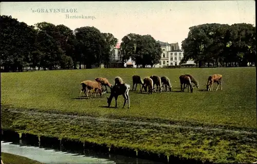 Ak 's Gravenhage Den Haag Südholland, Hertenkamp, Rehe