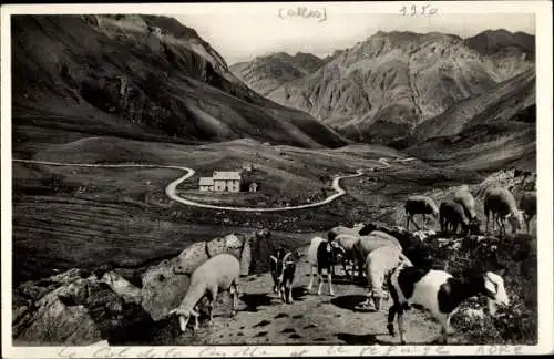 Ak Alpes Maritimes Frankreich, Le Col de la Cayolle, Ziegen