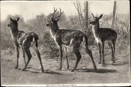 Ak Hirsch und zwei Rehe, Waldpartie