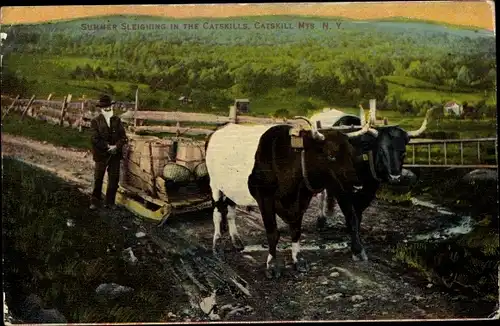 Ak Summer Sleighing in the Catskills, Rind, Transport, Bauer