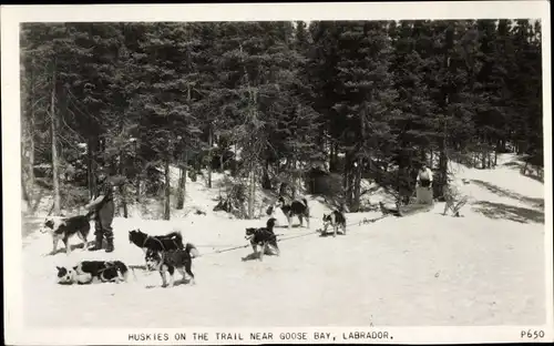 Ak Huskies on the Trail near Goose Bay, Labrador