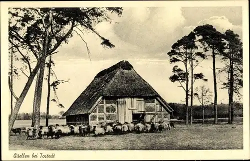 Ak Quellen Wistedt in Niedersachsen, Bauernhof, Schafherde