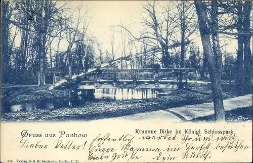 Ak Berlin Pankow, Krumme Birke im Königlichen Schlosspark