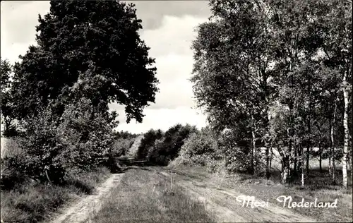 Ak Mooi Nederland, Landschaft, Naturweg zwischen Bäumen