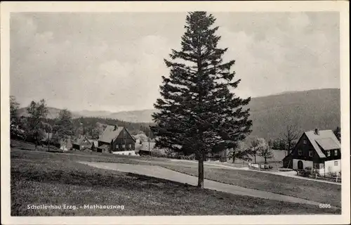 Ak Schellerhau Altenberg im Erzgebirge, Mathaeusweg, Baum