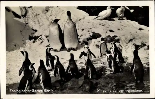 Ak Zoologischer Garten Berlin, Pinguine auf der Freianlage
