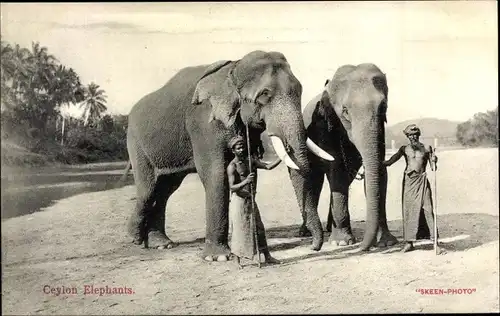 Ak Ceylon Elephants, Einheimische