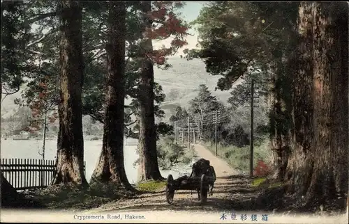 Ak Hakone Präfektur Kanagawa Japan, Cryptomeria Road