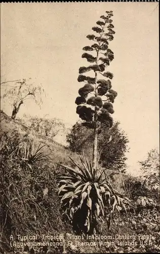 Ak Saint Thomas Amerikanische Jungferninseln, A Typical Tropical Plant