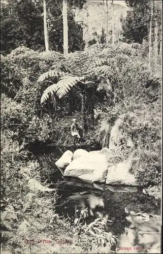 Ak Ceylon Sri Lanka, Waldpartie, Steine, tree ferns