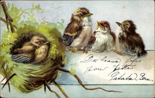 Ak Vogel-Familie, Nest, Jungtiere