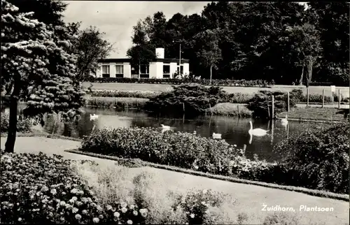 Ak Zuidhorn Groningen Niederlande, Plantsoen, Schwäne