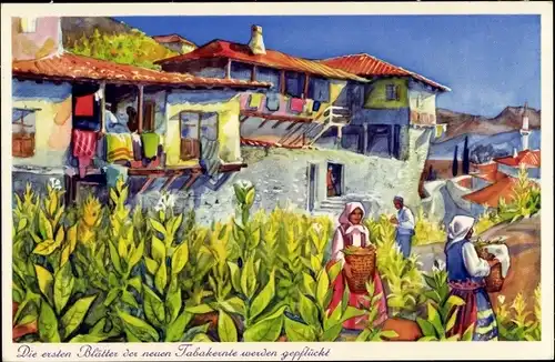 Ak Melnik Bulgarien, Tabakernte, Bauern, Häuser, Balkone