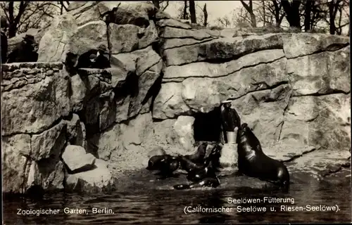 Ak Berlin Tiergarten, Zoologischer Garten, Seelöwen-Fütterung, Californischer Seelöwe