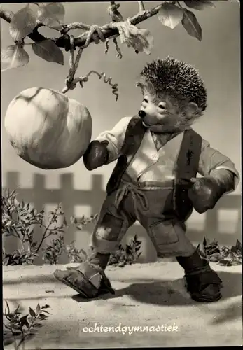 Ak Mecki der Igel boxend, Ochtendgymnastiek