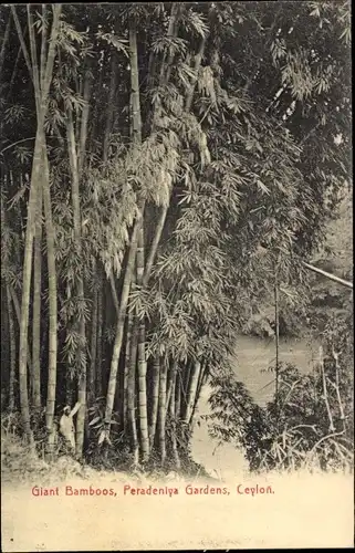 Ak Kandy Sri Lanka Ceylon, Giant Bamboos Peradeniya Botanical gardens