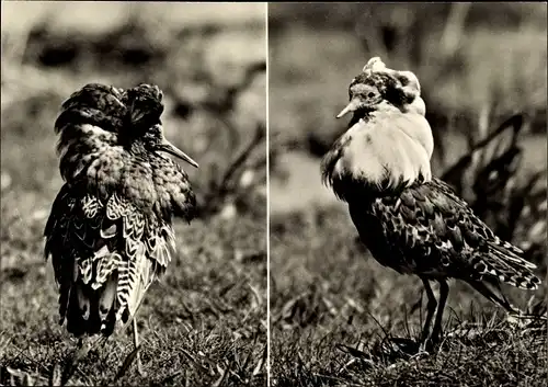 Ak Kampfläufermännchen in Imponierhaltung, Vögel