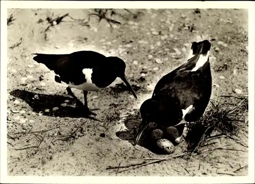 Ak Austernfischer bei der Brutablösung, Haematopus ostralegus
