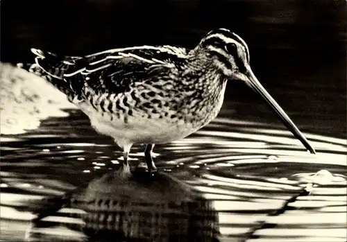 Ak Rastende Bekassine, Gallinago gallinago im Wasser