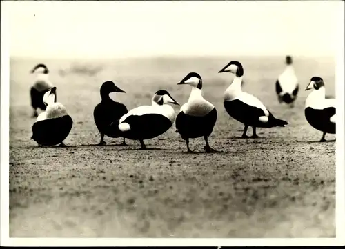 Ak Eidererpel auf Amrum, Eiderenten