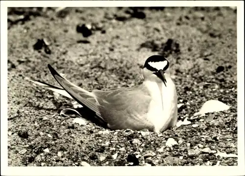 Ak Zwergseeschwalbe auf dem Nest