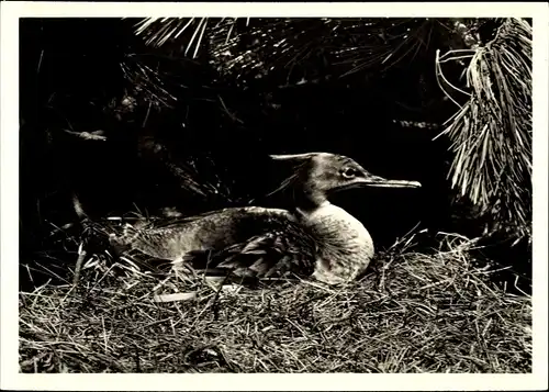 Ak Brütender Mittelsäger, Nest