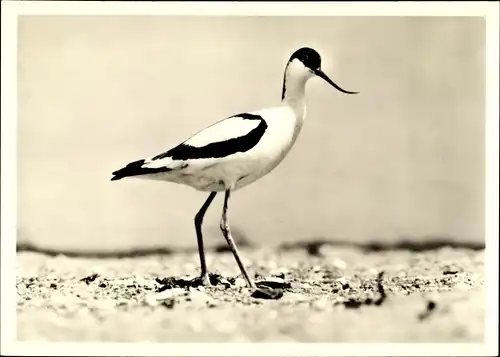 Ak Säbelschnäbler, Recurvirostra avosetta, Strand