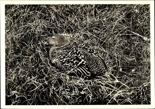 Ak Brütende Eiderente auf Amrum, Nest