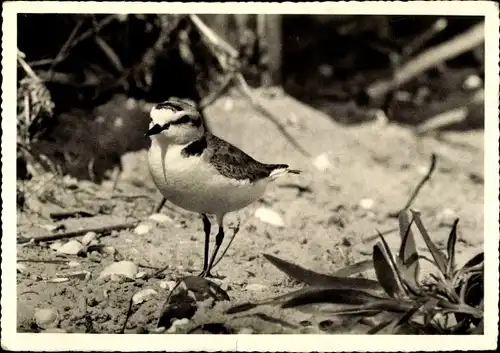 Ak Seeregenpfeifer, Strand, Pflanzen, Muscheln