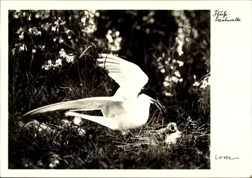 Ak Fluß-Seeschwalbe mit Jungvogel, Nest