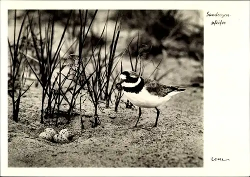 Ak Sandregenpfeifer am Gelege, Nest, Eier