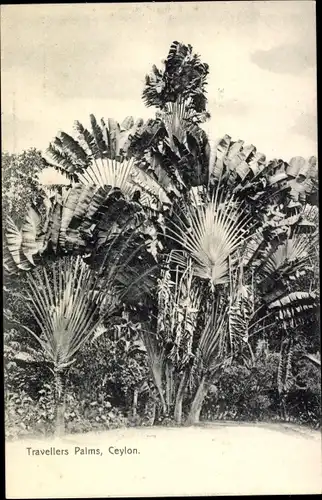 Ak Sri Lanka Ceylon, Travellers Palms