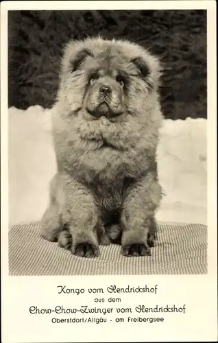 Ak Oberstdorf im Oberallgäu, Kongo vom Hendrickshof, Chow Chow, Hundeportrait