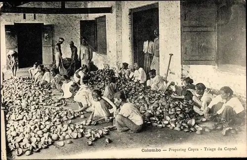 Ak Colombo Ceylon Sri Lanka, Preparing Copra