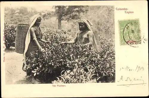 Ak Colombo Ceylon Sri Lanka, Tea Pluckers, Teepflückerinnen