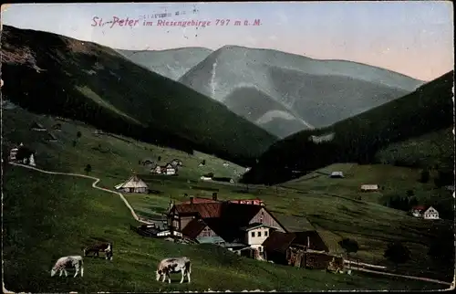 Ak Sankt Peter Salzburg in Österreich, Ort, Umgebung, Kühe