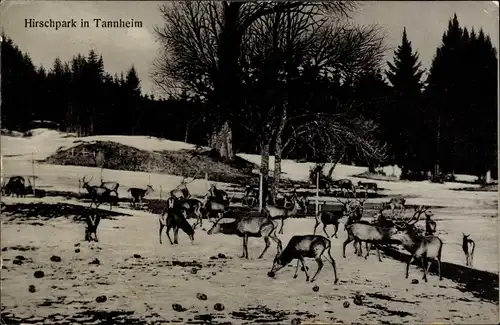 Ak Thannheim Tannheim Kreis Biberach Württemberg, Hirschpark, Winter