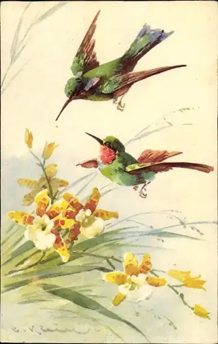 Künstler Ak Catharina Klein, Fliegende Kolibri