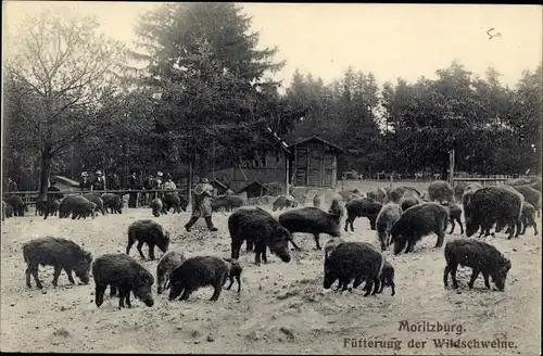 Ak Moritzburg in Sachsen, Fütterung der Wildschweine