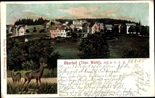 Ak Oberhof im Thüringer Wald, Panorama mit Rehen