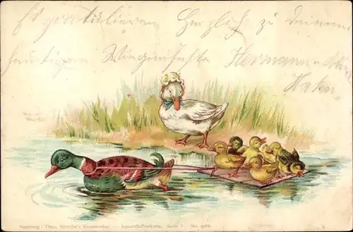 Litho Enten, Floss, Flussufer, Jungtiere