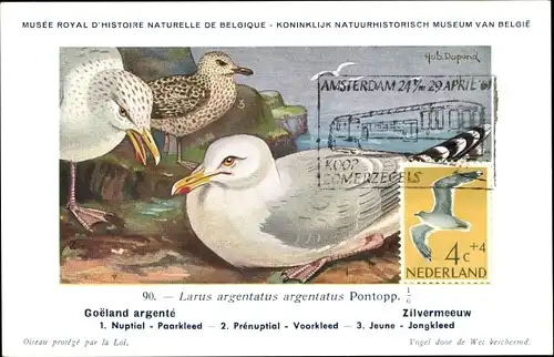 Künstler Ak Dupond, H., Larus argentatus argentatus Pontopp