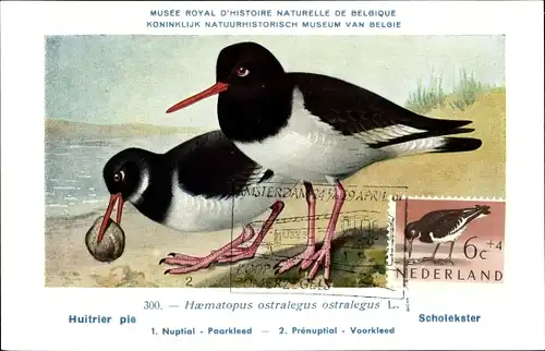 Künstler Ak Dupond, Hubert, Haematopus ostralegus ostralegus L., Austernfischer